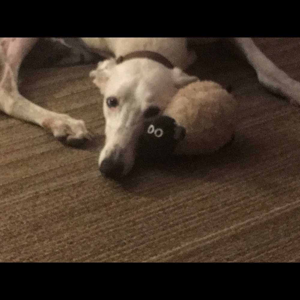 Meet your Posher, Celeste